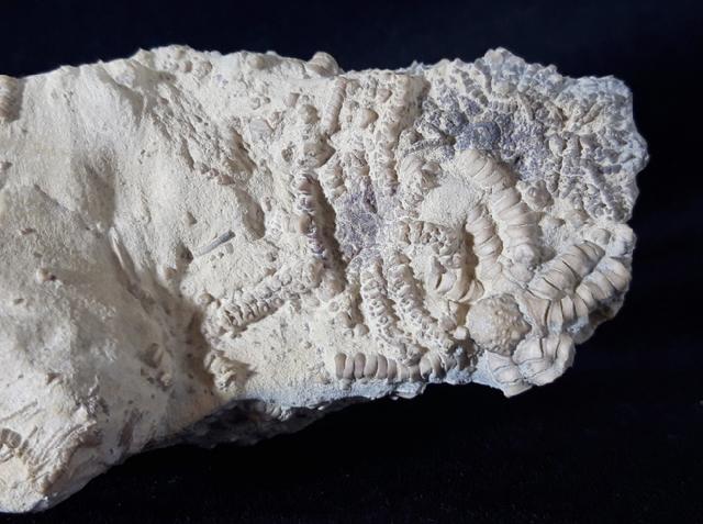 Solanocrinus depressus (ORBIGNY 1850) - Bild &copy; FossNet FossilienStore